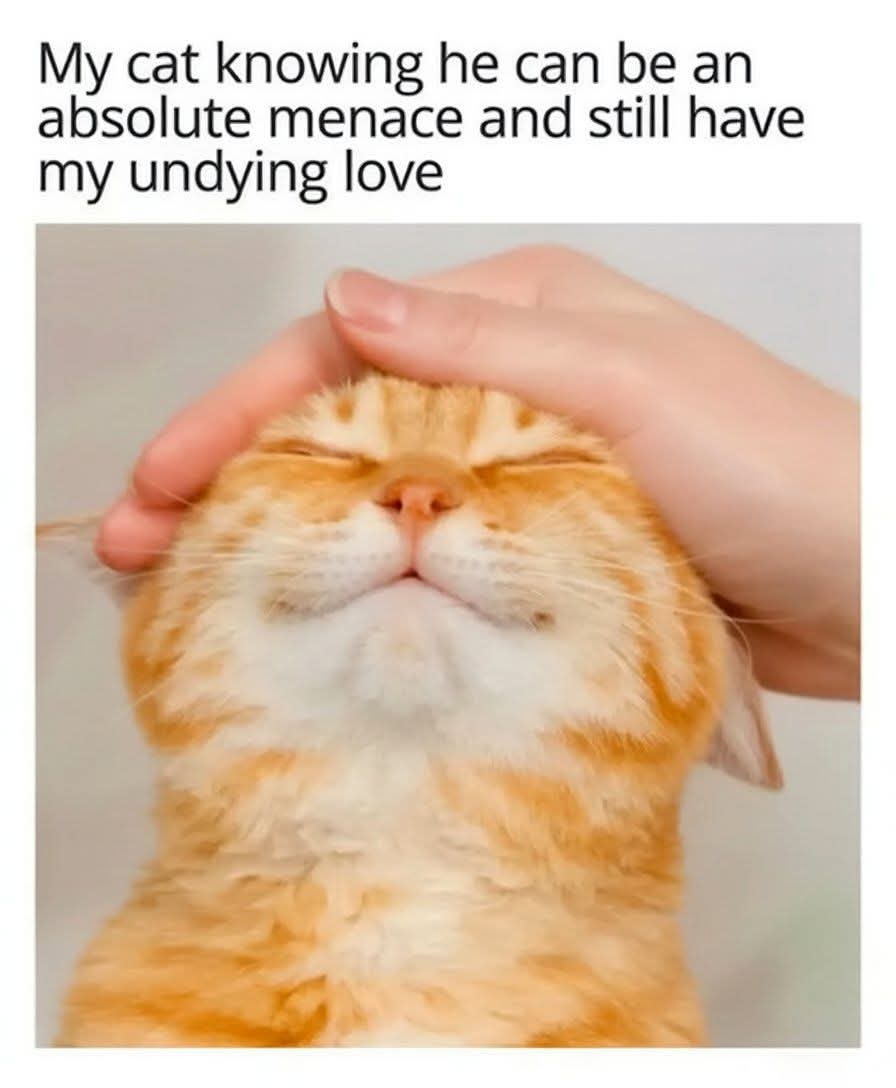 😸