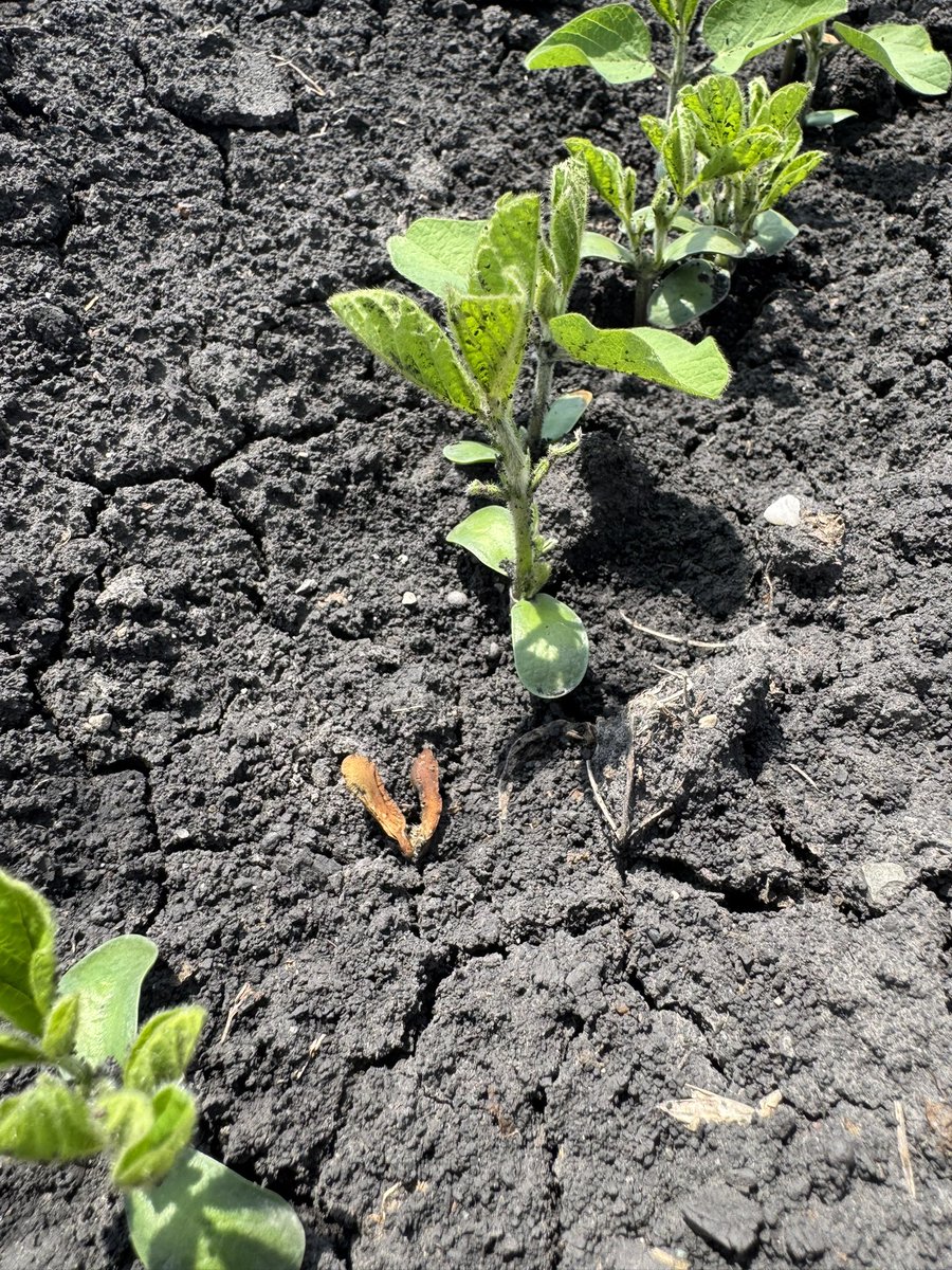 BisonBeanDoc's tweet image. Root rots are loving the recent rain and cool soil temps across North Dakota. I’m having trouble finding any commercial fields without some levels of disease