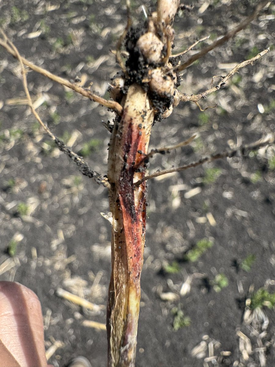 BisonBeanDoc's tweet image. Root rots are loving the recent rain and cool soil temps across North Dakota. I’m having trouble finding any commercial fields without some levels of disease