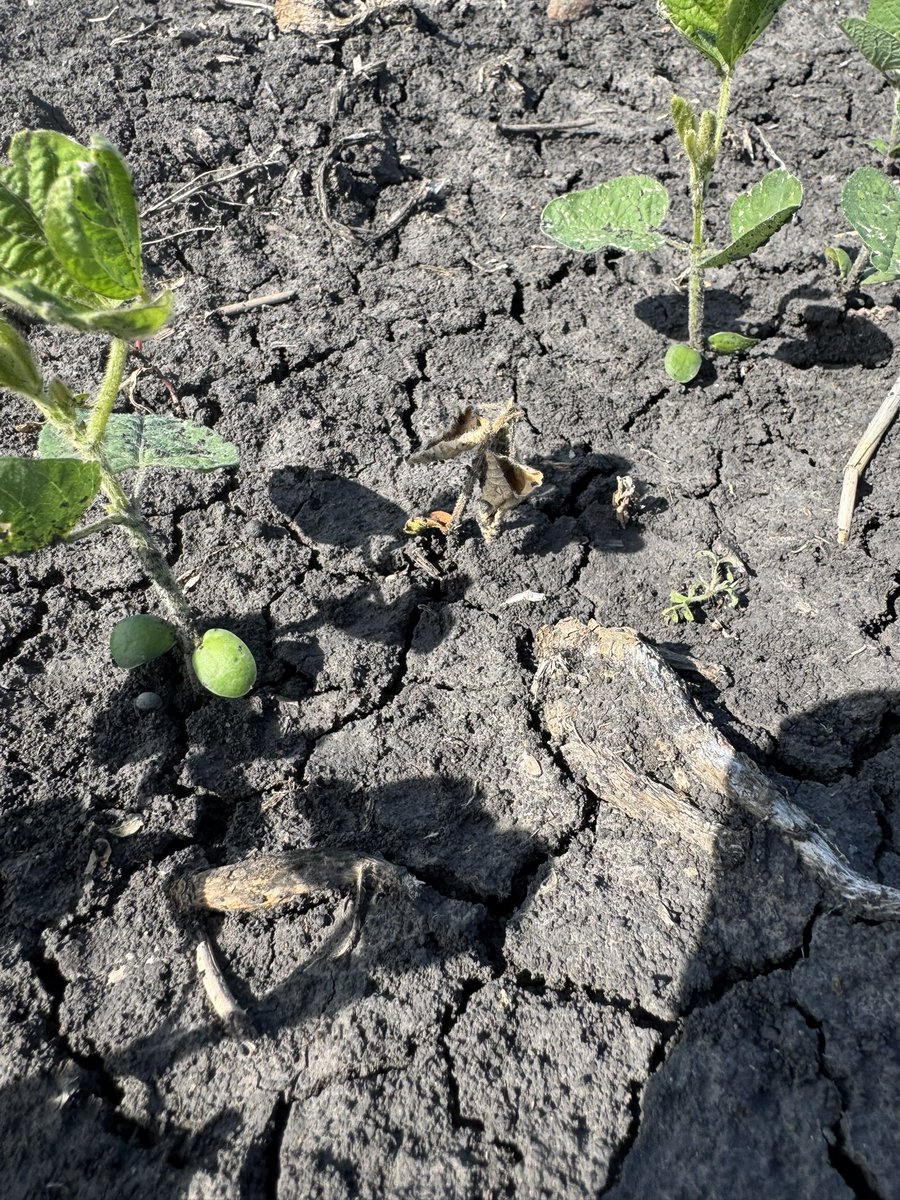 BisonBeanDoc's tweet image. Root rots are loving the recent rain and cool soil temps across North Dakota. I’m having trouble finding any commercial fields without some levels of disease