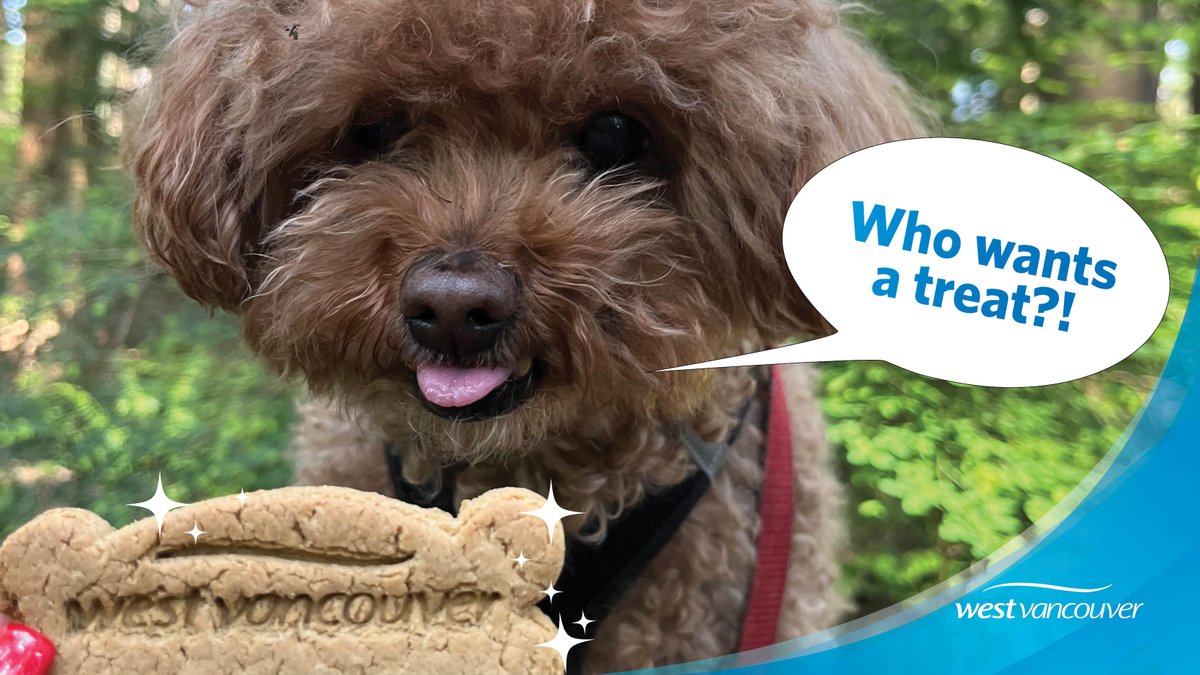 Being a responsible pet owner has its perks! Bylaw officers will be handing out dog treats in parks this summer to reward responsible #WestVan dog owners. Three lucky winners who get a “golden biscuit” will also receive a free 2026 dog licence.
Learn more: westvancouver.ca/goldenbiscuit