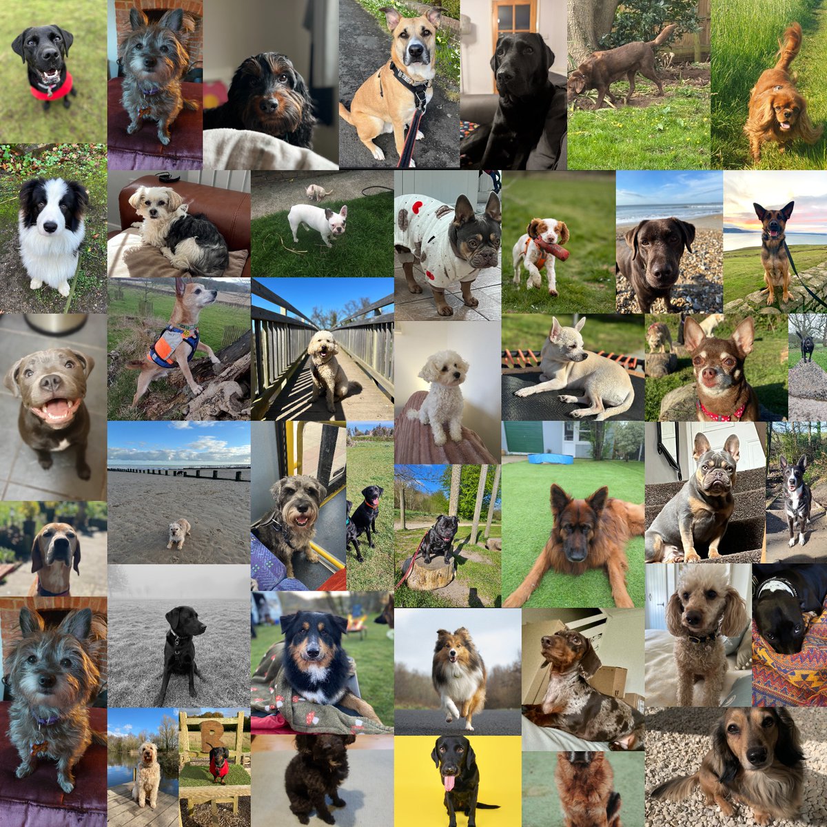 You may not like it,
You may not understand it,
but this is what the future of biology looks like.

Another successful trial completed 🐶✅

for all pet/kind.