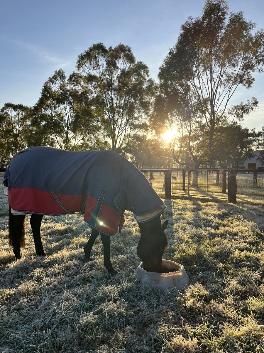 A fresh -3 degree morning to kickstart our day here in Scone ❄️ that didn’t stop HELLBENT from enjoying his brekky!

Thanks to our stallion manager, Michael Morton, for the 📸