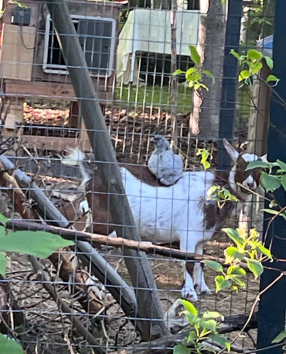 My goats and adolescent chickens are becoming friends