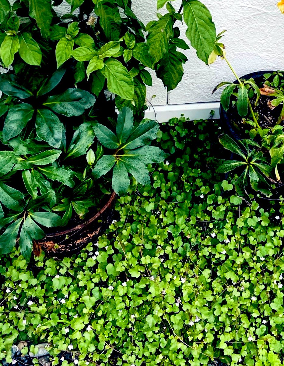 Good  morning🌳

Have a good one!

おはようございます

　My Garden's photo🪴
　　　　　家の庭で撮影