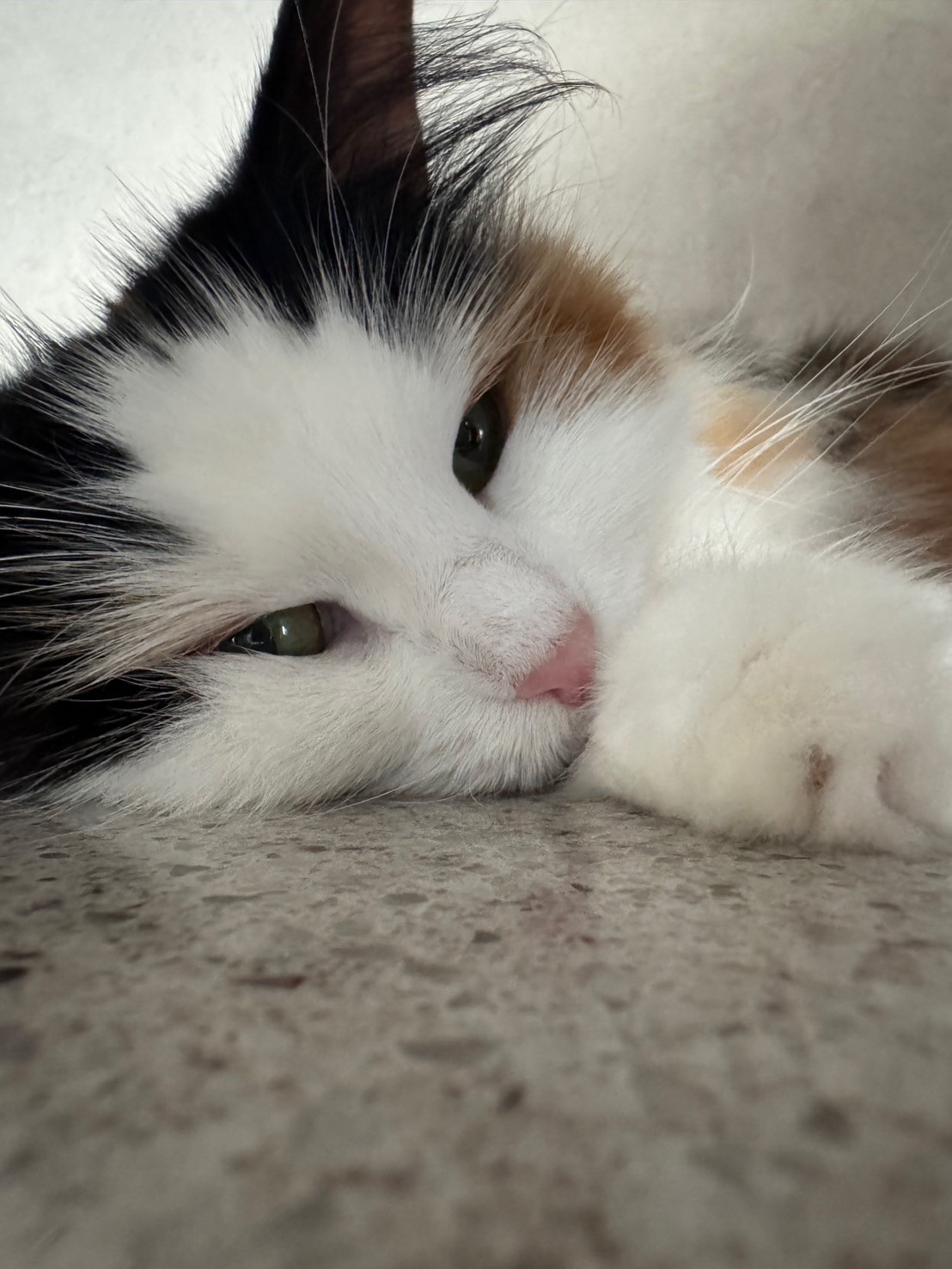 ウォシュレット！！！(三毛猫) 三毛猫の凛ちゃんねる(Norwegian Forest / Calico cat