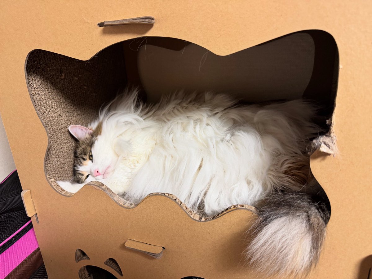 【ファッション通販】の商品をすべて 🐈‍⬛櫻🐕‍🦺🐾 on  X: 手提げ・レッスンバッグ・入園グッズ