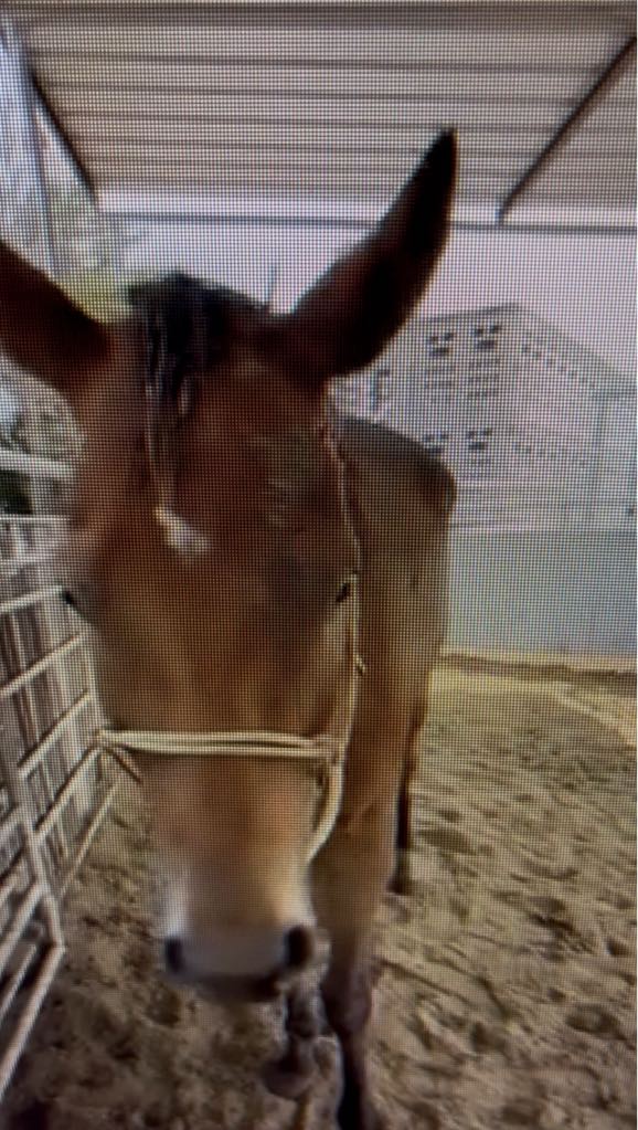 <a href="/buddychip/">nancy mulkern</a> Nancy, not sure who was the last person to dump him but there was an ad for him back in the day at one time for $10,000 as an Eventer.  This horse more than did what was asked of him. How many hands has he passed through? Where was his safety net at the end of the line? So tired