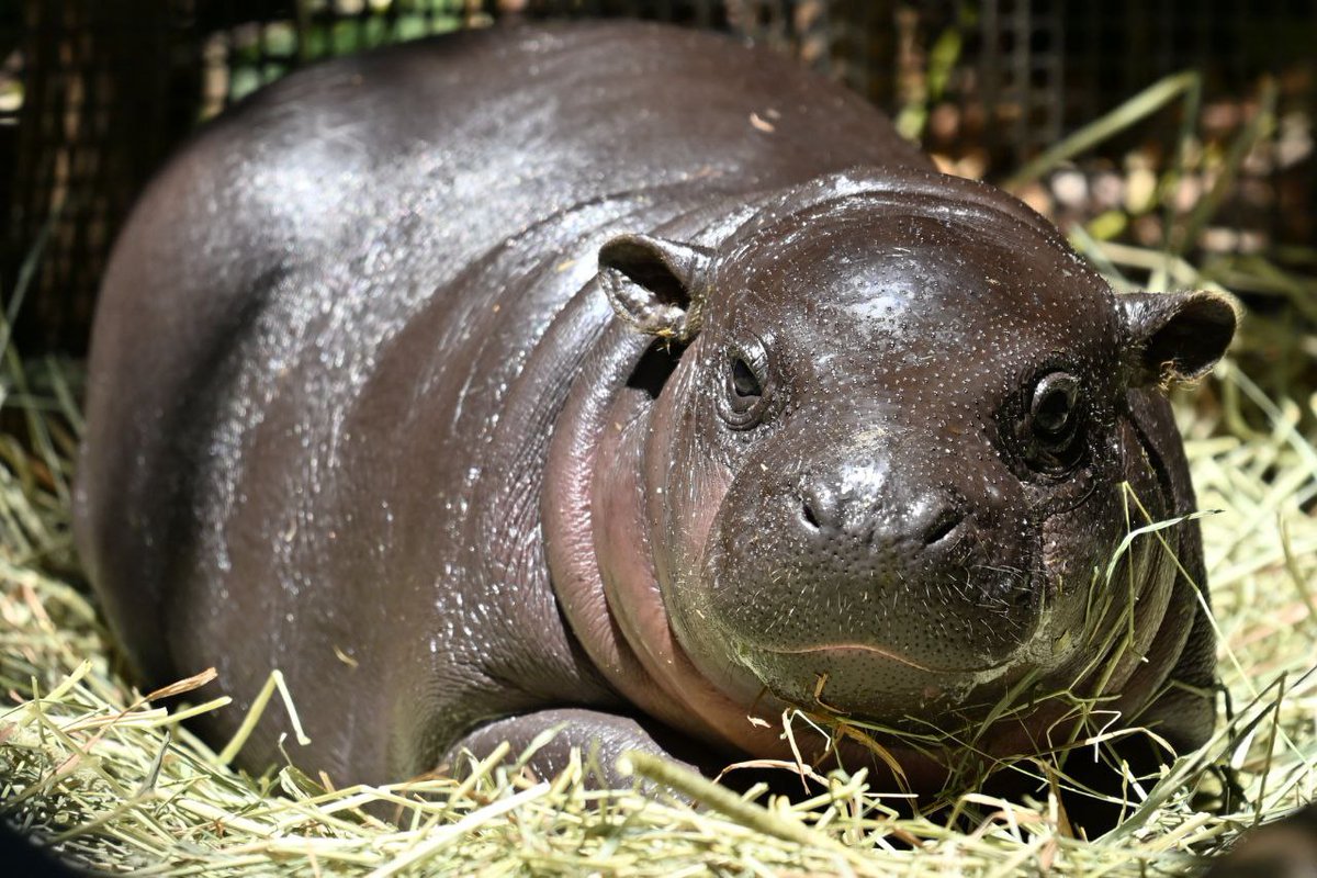 djordee's tweet photo. @realdogen Hi Bro did you already know about the Pygmy Hippo #Kobushi? 
He was born in Japan @UenoZooGardens  3 months ago!
Team has connections with the zoo and the goal is to grow together with KOBUSHI!

Check it out
#ETH
#memecoin

@Kobushi_ETH 
0xd86830e9c56785E2b703EB0029aE71a943e4D442 https://t.co/bb6MKKWJWS
