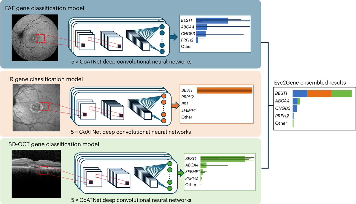 Could AI revolutionize the diagnosis of inherited retinal diseases by analyzing eye scans with superhuman accuracy?<a href="/NatMachIntell/">Nature Machine Intelligence</a> <a href="/Eye2Gene/">Eye2Gene</a> <a href="/ucl/">UCL</a> 

"Next-generation phenotyping of inherited retinal diseases from multimodal imaging with Eye2Gene"

• Inherited retinal diseases