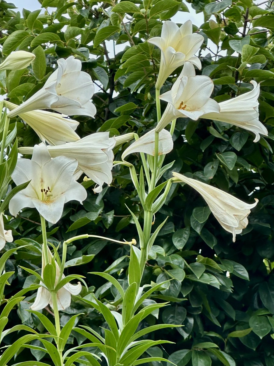 テッポウユリ(鉄砲百合)
径5-20cmの白色の筒状の漏斗形の花。ユリ科ユリ属。
Easter lily (Lilium longiflorum) #flowers #fleurs