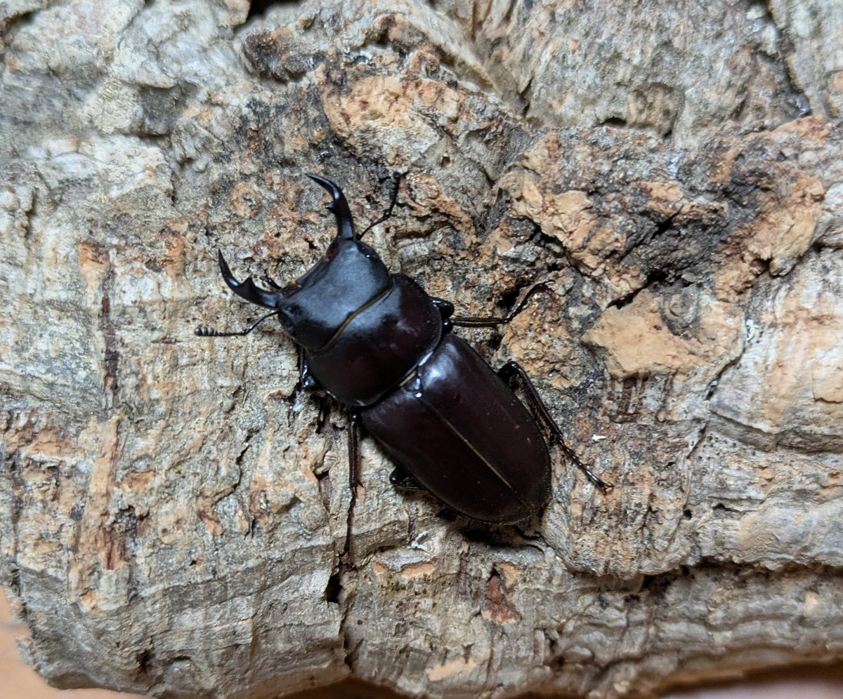 ヤエヤマコクワ
WF8大富林道
羽化しました〜😃
形と色がたまりませんね～😁
素敵なヤエコです😀