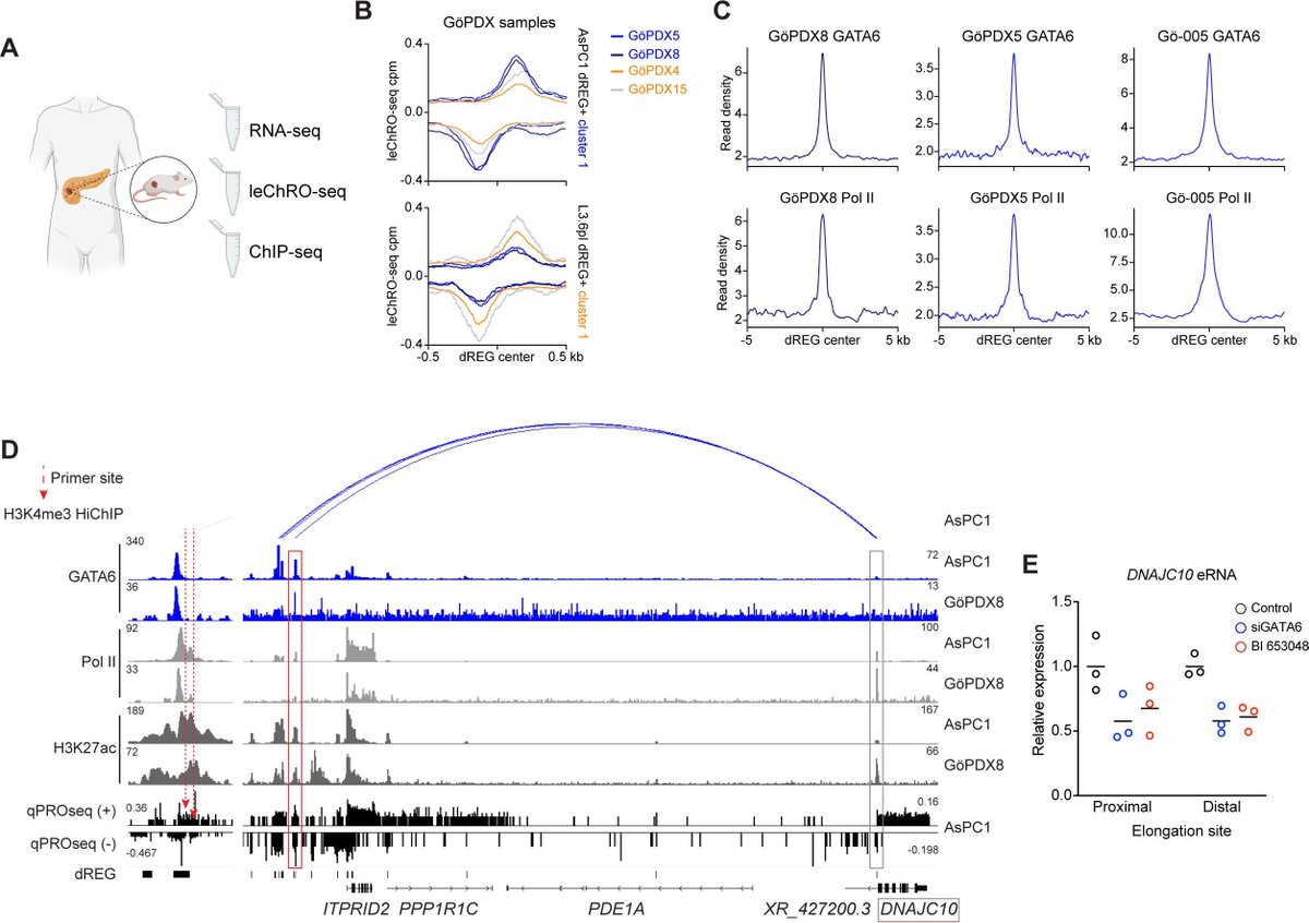 Gut_BMJ's tweet image. #GUTImage from the paper by Ekstrom et al entitled

"Glucocorticoid receptor suppresses GATA6-mediated RNA polymerase II pause release to modulate classical subtype identity in pancreatic cancer" via

bit.ly/3SHMGkH

@3amrogram @ProfJohnsen #PancreaticCancer