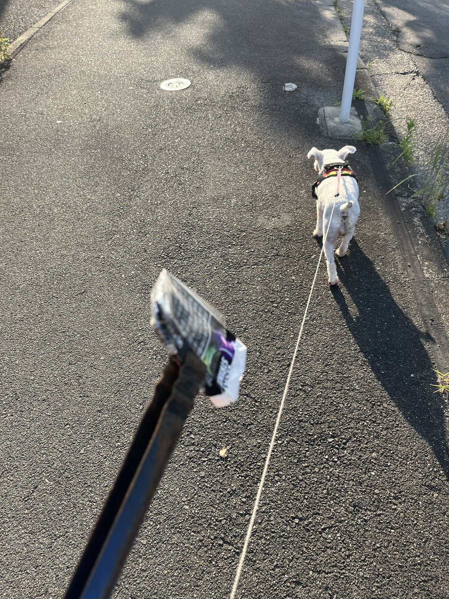 mikio0326's tweet photo. #luckystrike 067
#sevenstars 068
#mevius 069
#ポイ捨て
#ゴミと犬 https://t.co/AMCE38daBh