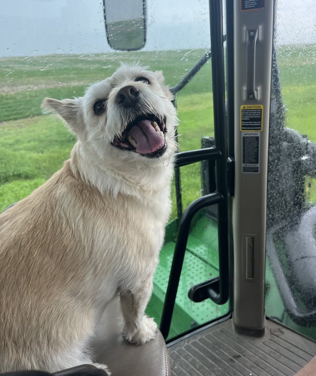 The face Willa makes when it starts to sprinkle 🌧️
