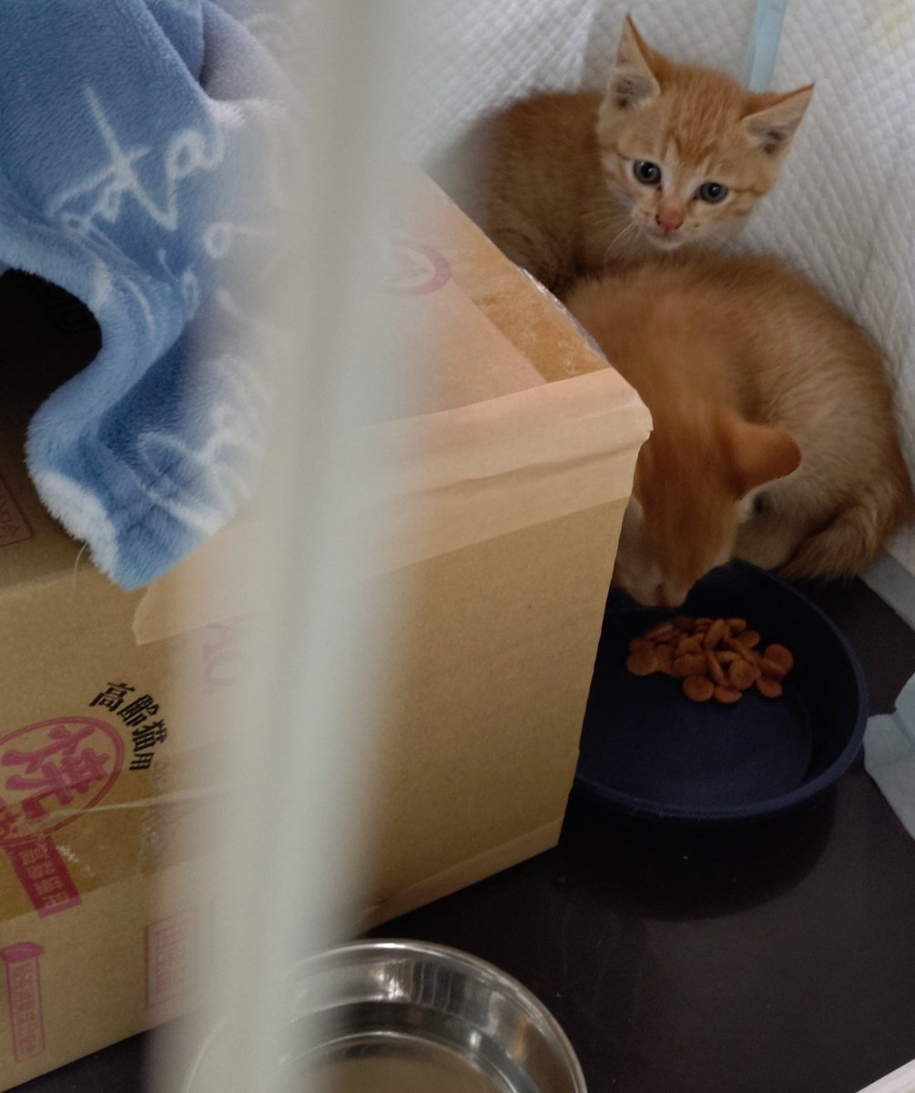 まだ怒っていて、朝の最初のご飯はどちらが食べたか不明。
追加でドライフードをお湯でふやかしたものをあげてみる。

ミケさんは来なくて、ご飯持って住処に行って朝ご飯をあげたけれど、食べはしたけれど、あまり食欲はない様子。他の子猫は姿見せず。