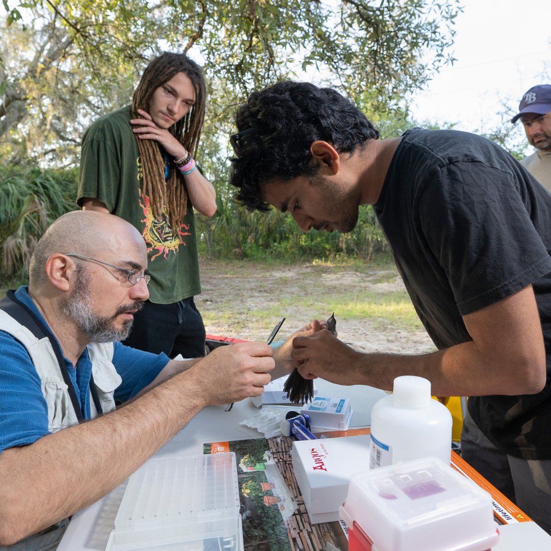 Deep in the #USF Forest Preserve, Dr. Diego Santiago-Alarcon and his lab are catching (and releasing!) local birds for their latest #research. 🐦

What are they uncovering? Find out in CAS Chronicles, dropping late July. Stay tuned!