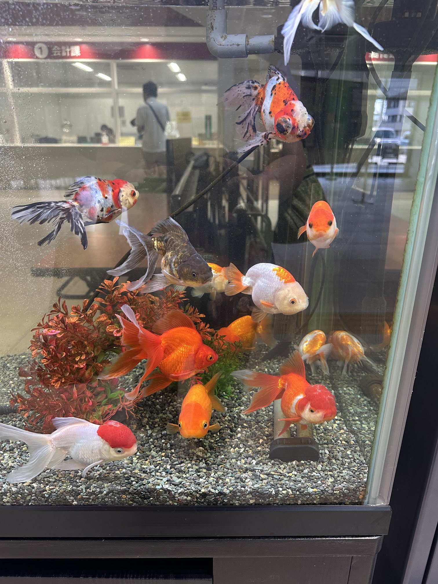 2025年最新】シーグラスアート 金魚の人気アイテム - メルカリ
