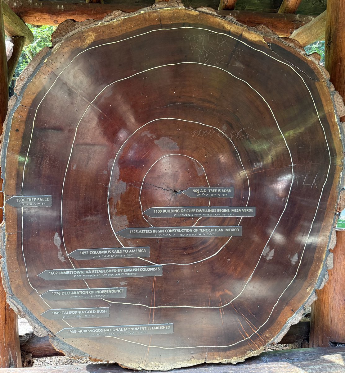 👨‍🏫1116 annual rings 👨‍🏫 #sequoia