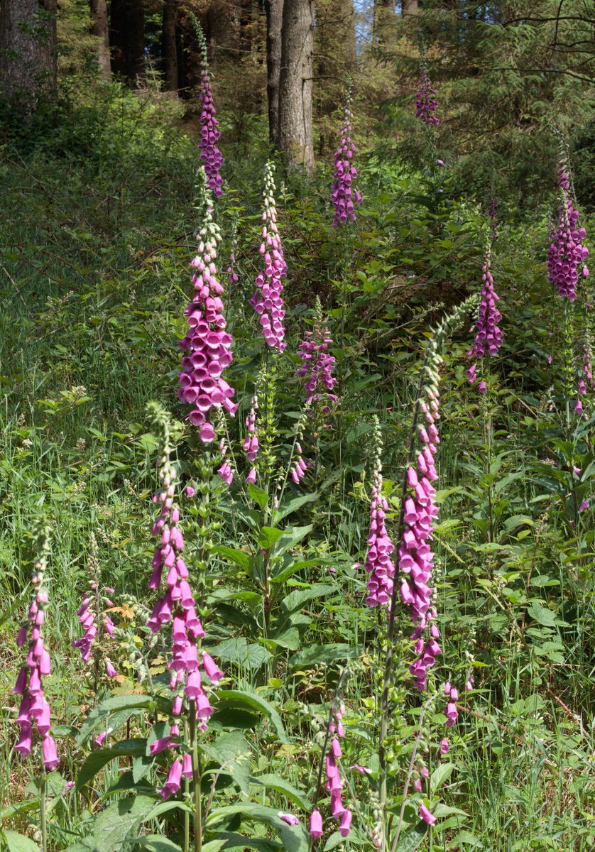 A walk in Macclesfield Forest and the world was fecund. Butterflies - blues, browns and the more spectacular species; indeed, a profusion of flying insects - more than I expected; and birds galore - chiffchaffs, wrens, blackcaps, curlew. All is well with this world, but not ours.