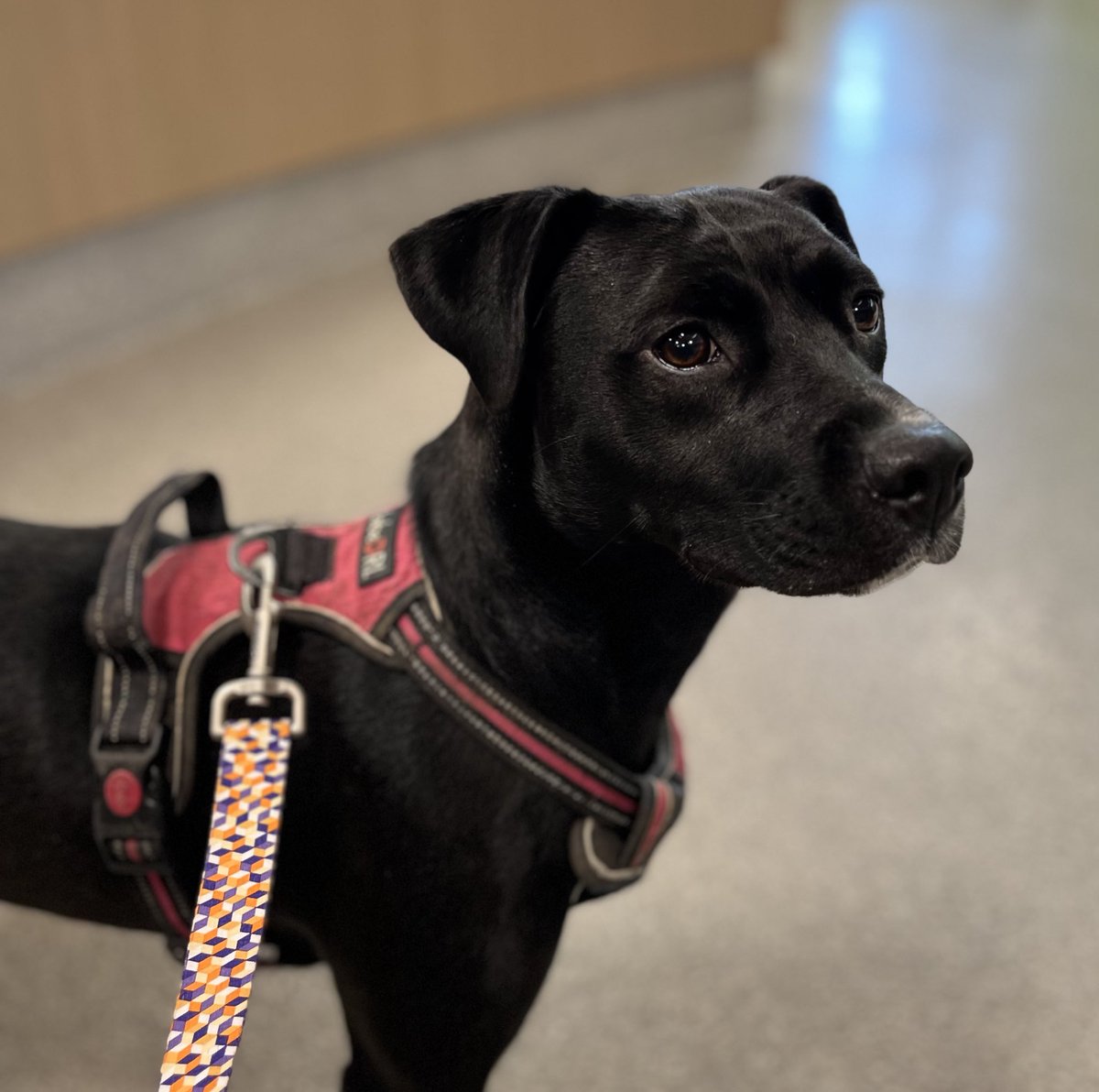 Today I had to say goodbye to my sweet Luna girl. My heart is broken.