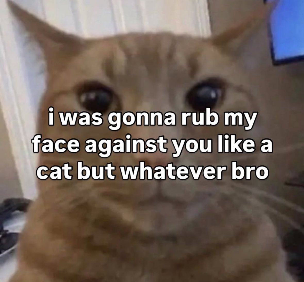 LiterallyMeCats (@literallymecats) on Twitter photo 