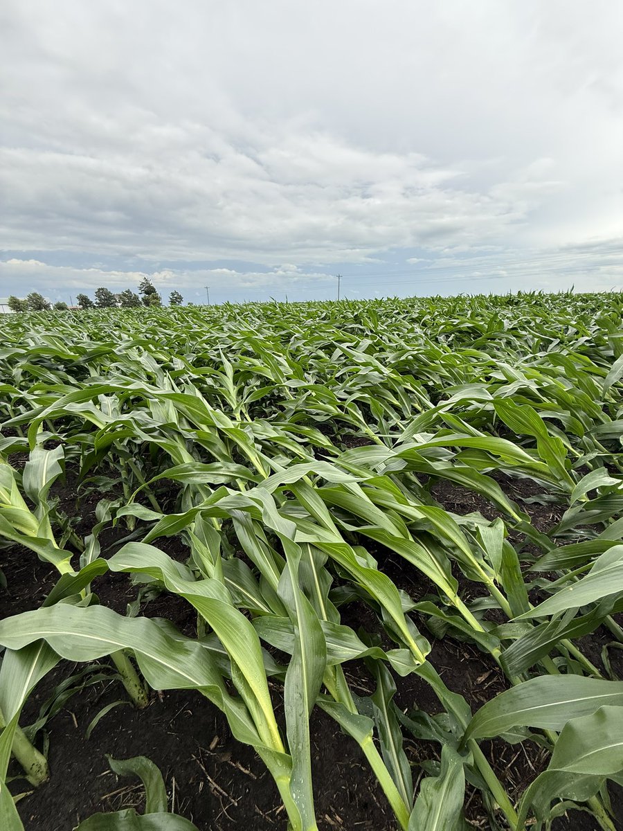 Dan Quinn (@purduecorn) on Twitter photo A lot of flattened and root lodged corn from storms today in NW to Central Indiana. Majority of the corn will “gooseneck” and recover fine at current vegetative stages. Still hate to see it, especially on a lot of great looking corn in these areas.
<a href="/PurdueAg/">Purdue Agriculture</a> <a href="/PurdueAgronomy/">Purdue Agronomy</a> A lot of flattened and root lodged corn from storms today in NW to Central Indiana. Majority of the corn will “gooseneck” and recover fine at current vegetative stages. Still hate to see it, especially on a lot of great looking corn in these areas.
<a href="/PurdueAg/">Purdue Agriculture</a> <a href="/PurdueAgronomy/">Purdue Agronomy</a>