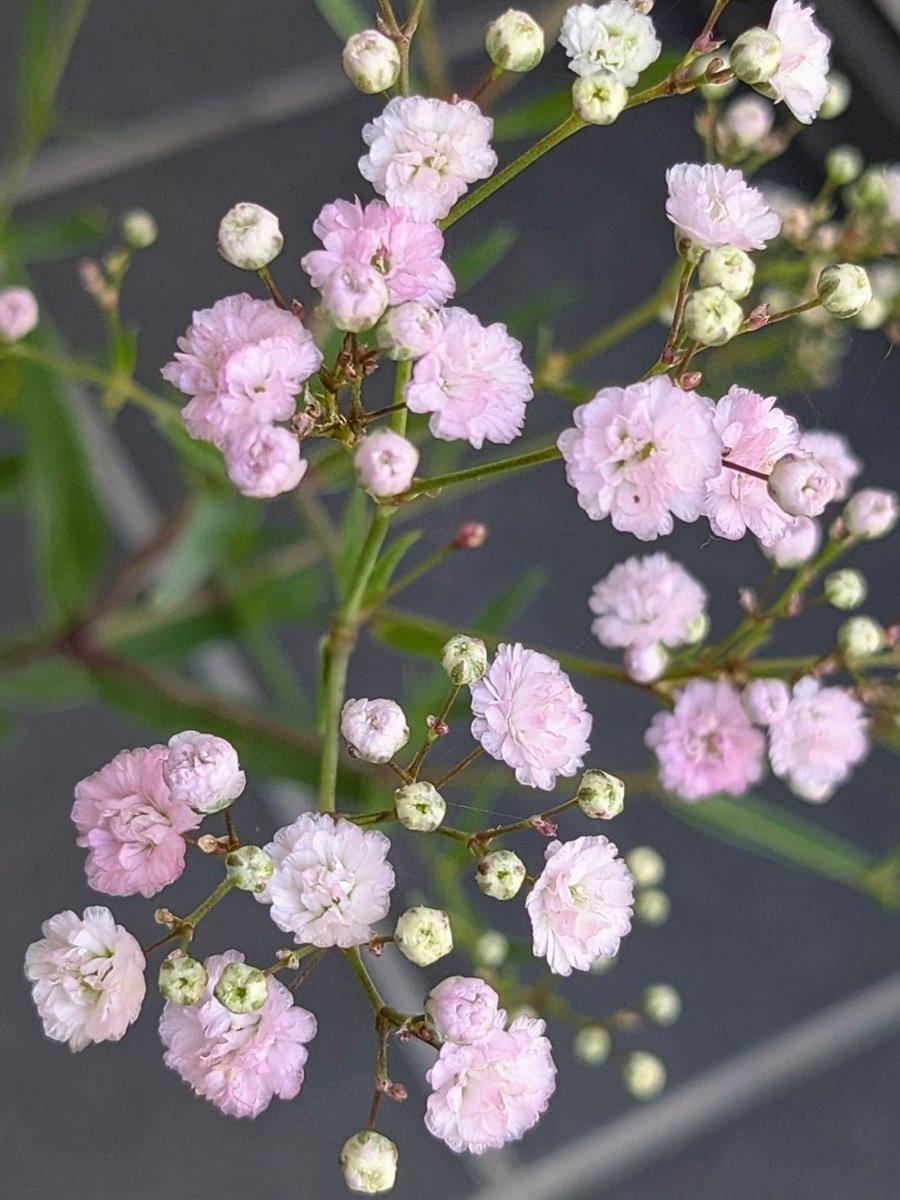 とても小さな可愛いお花♪

🌸(⁠*⁠˘⁠︶⁠˘⁠*⁠)⁠🌼