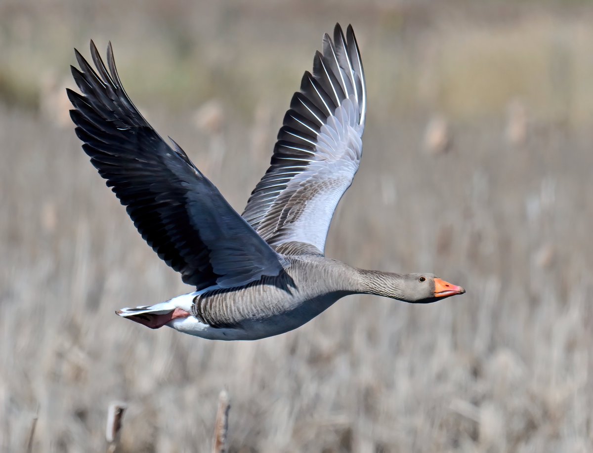 Greylag Goose over the reeds. 😊
Taken earlier this year at RSPB Greylake in Somerset. 🐦