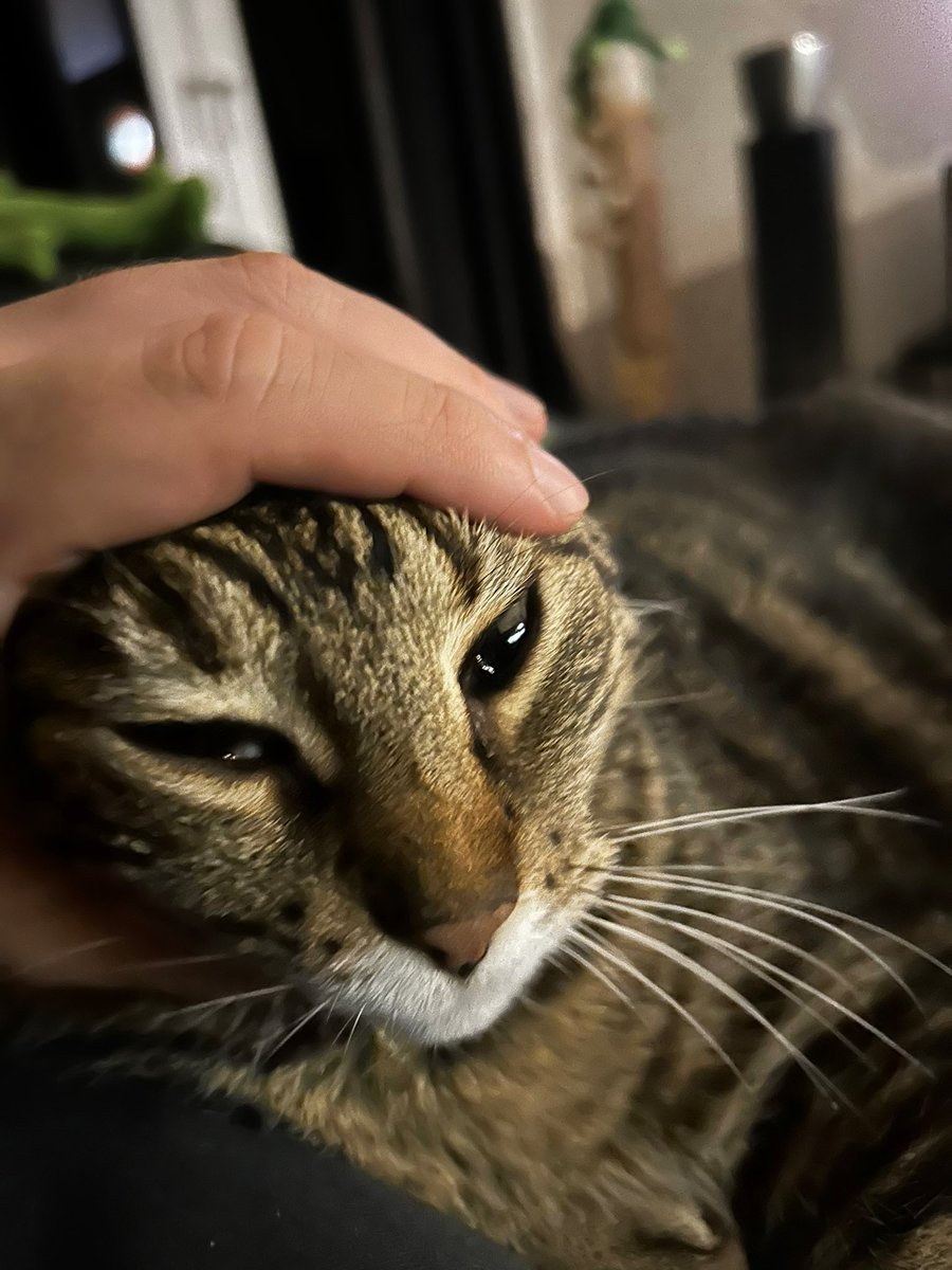 LifeOfMrCat's tweet photo. Borgord 😧 https://t.co/6NZhdjEsNj