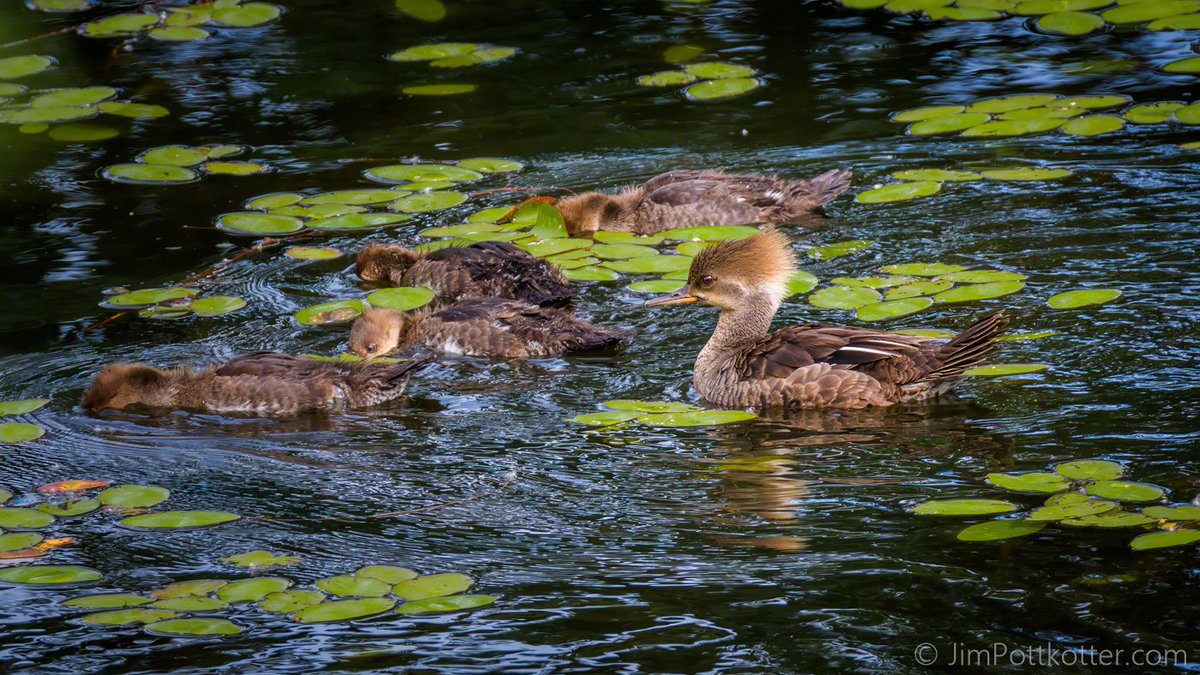 HappyPixr's tweet image. Her elegant cinnamon hood made this Hooded Merganser easy to identify. While her little ducklings scoured for small fish or other food, Mom kept a lookout. #birds #nature #wildlife #cute