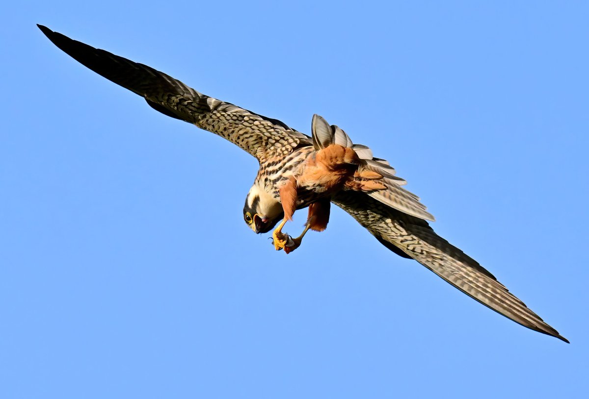 A Hobby tucking into a tasty dragonfly overhead... 😁
 Taken last week at Shapwick Heath in Somerset. 😊🐦