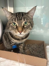 NYC's DEATH ROW CATS tweet media