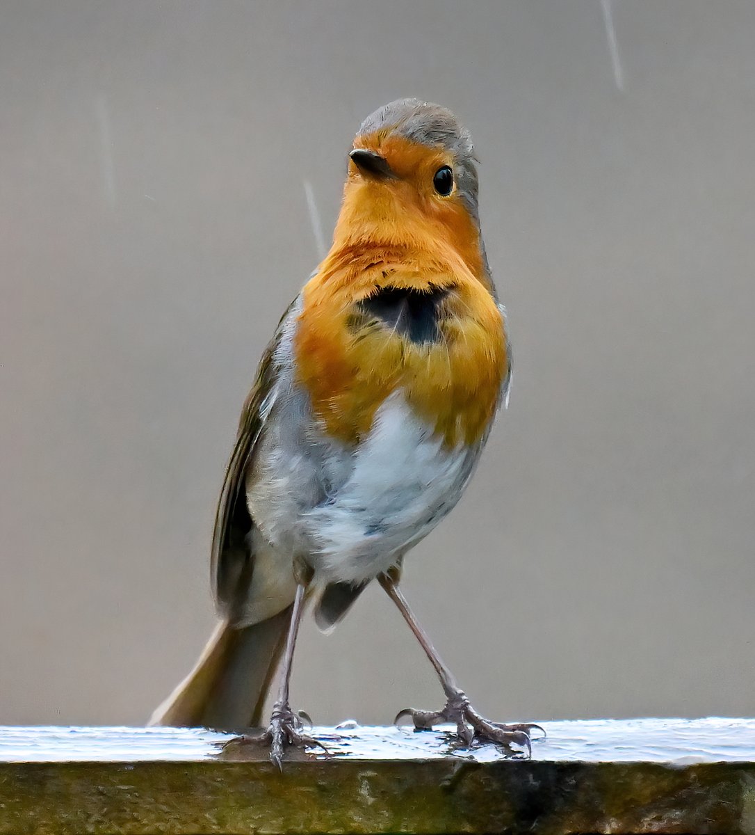 Robin in the rain. 😍
 Taken recently from my bathroom window. 😊🐦