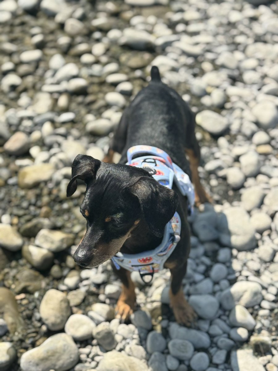 TrailASMR's tweet photo. When youโre out exploring but snacks are still priority number one! ๐พ
#adventuredog #ChipTheDog #naturewalk #outdoorpup #hikingbuddy #traildog #explorewithdogs #wildandfree #secrettrailsasmr #doglife https://t.co/F4QqxIl1Fn