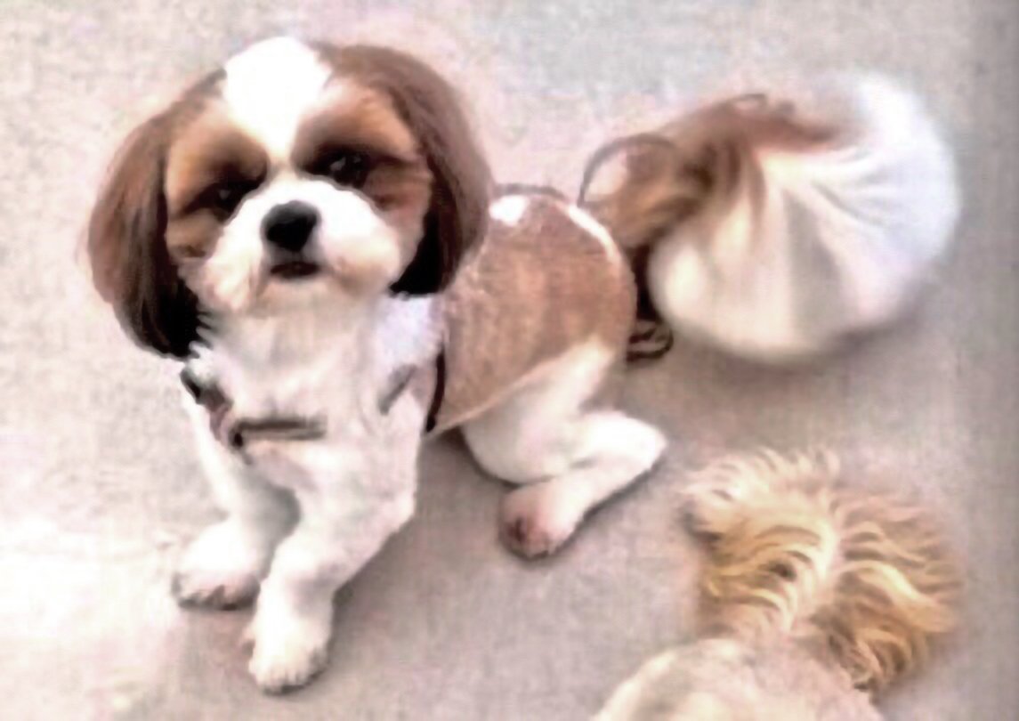 cPh7dKB1qGmnfgr's tweet image. 🐶シーズー犬を探しています😢
特徴は、焦げ茶色の背中に白い一本線です。
#横浜市 から行方不明ですが、車で連れていかれたようなので広範囲で探しています。
(目撃情報あり、警察へ連絡済み)
行方不明から5年目ですが諦めきれず…😢
見かけたら、ご連絡お願いいたします🙏
#神奈川県 #大和市 #横浜