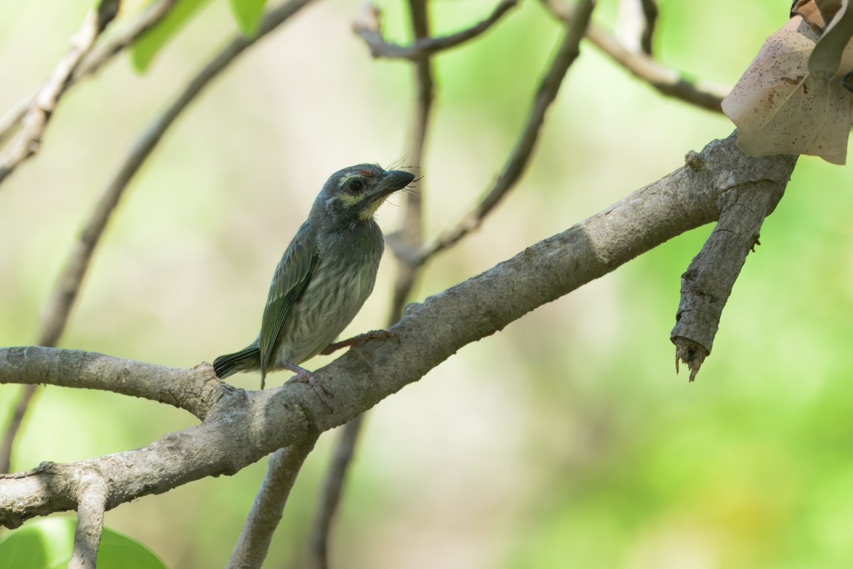 The Coppersmith Barbet (Psilopogon haemacephalus), also known as तम्बत or छोटा बसन्ता,  metronomic call, which resembles the sound of a coppersmith striking metal with a hammer, but sometimes difficult to spot.
birds.rekabira.in/2025/06/copper…
#BirdsSeenIn2025 #BBCWildlifePOTD #IndiAves