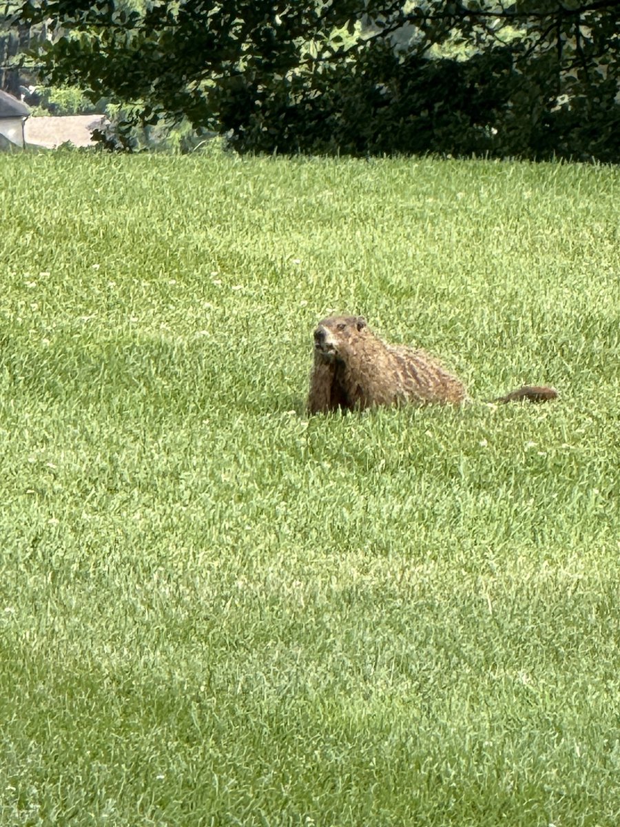 Brandon Marcello (@bmarcello) on Twitter photo Hours of waiting outside the CFP meetings led to the discovery of a furry friend. Beaver or groundhog? Hours of waiting outside the CFP meetings led to the discovery of a furry friend. Beaver or groundhog?