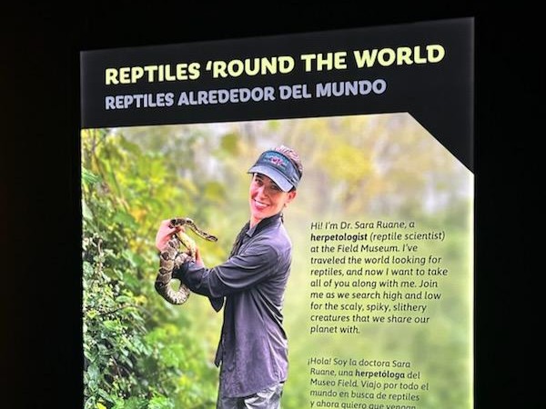UMassChancellor's tweet image. Maritza and I recently attended a preview of the Reptiles Alive! exhibition at Chicago’s @fieldmuseum. My favorite part of the evening was hearing UMass Amherst alumnus Dr. Sara Ruane, Associate Curator of Herpetology, share the groundbreaking research happening at the Museum.