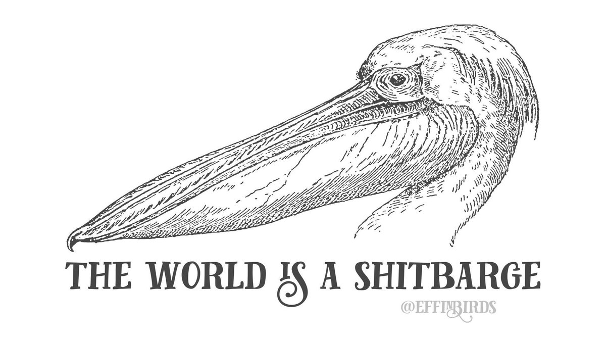 Effin' Birds (@effinbirds) on Twitter photo 