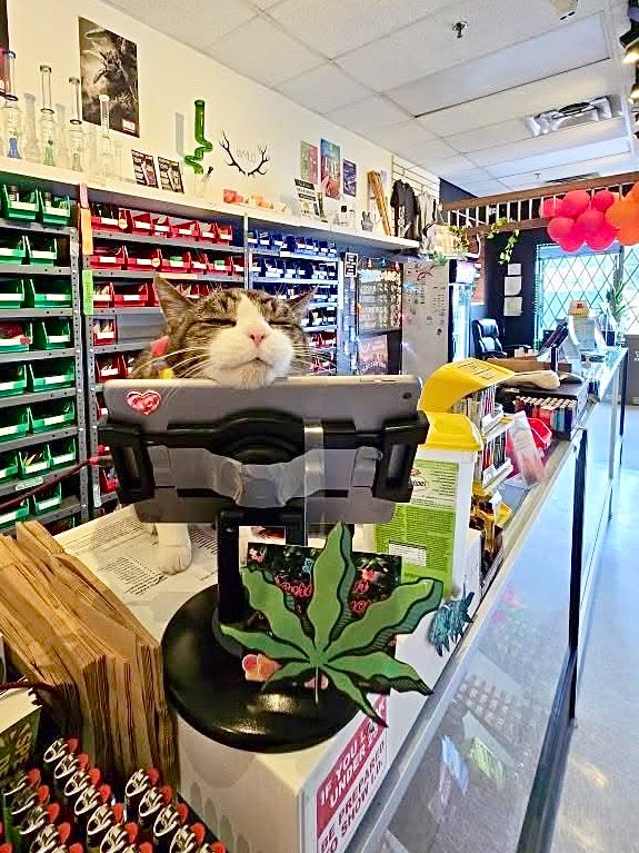 Bodegacats_'s tweet image. 