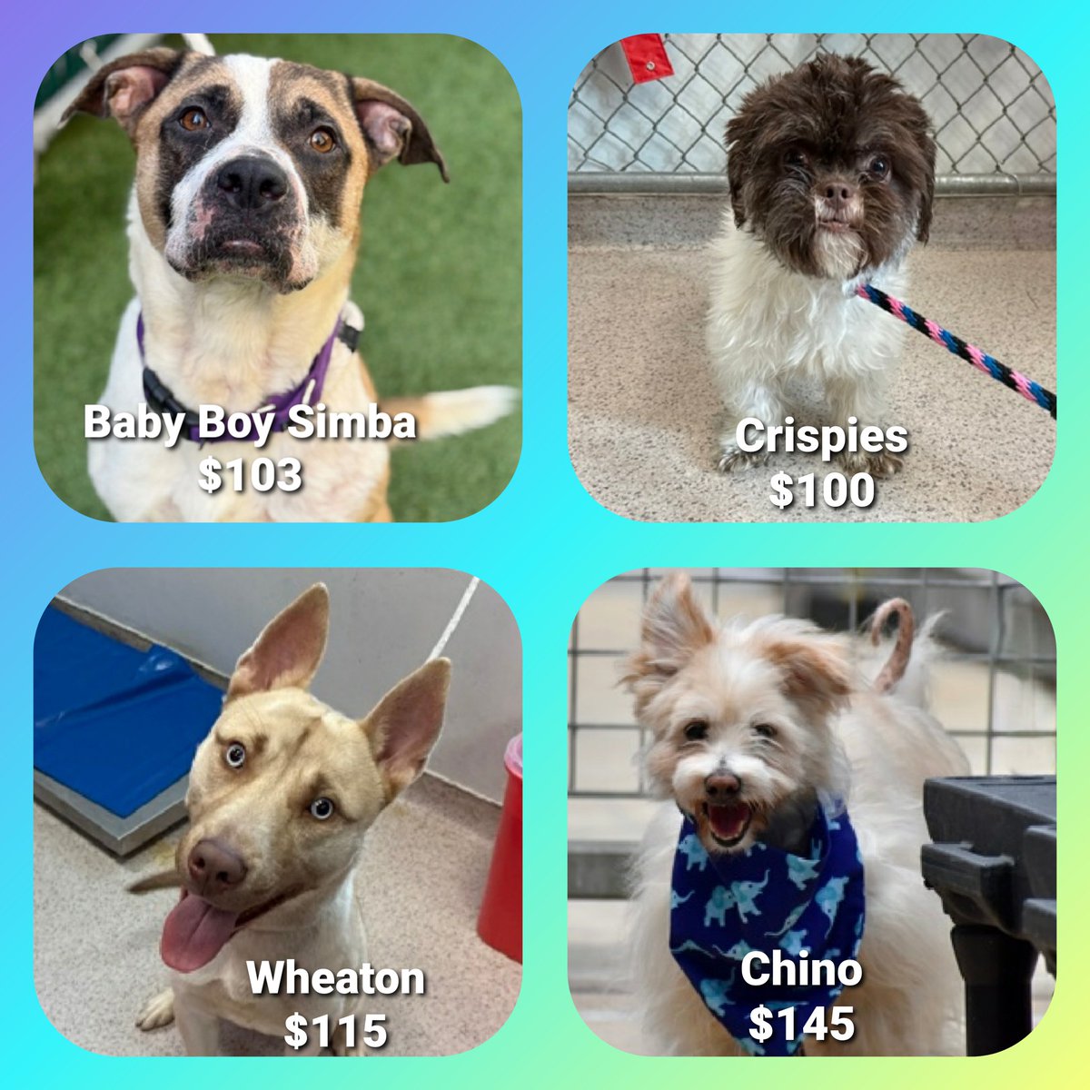 These 4 dogs are listed TBK 6/19 and could get kill commands tomorrow 
**A little low on pledges**
Help us save them
#Pledge4Rescue #foster #adopt
