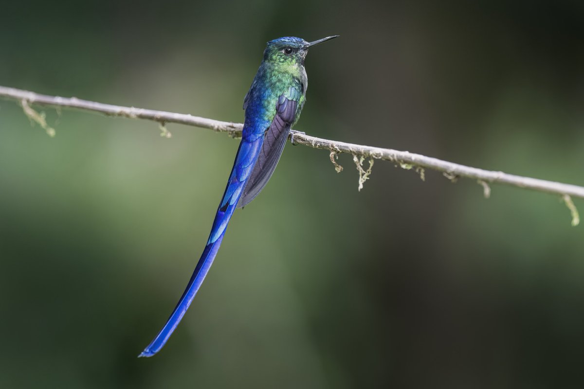 No termina aún el #miercolesdeemplumados y este colibrí es un buen ejemplo de las bellezas que esconden los bosques colombianos.