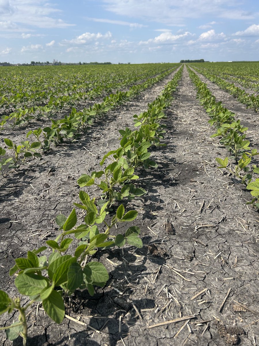 Wendy Major (@wendymajor10) on Twitter photo Thunder TH81007 R2X field in Niverville area looking spectacular!! Make sure you ask your local dealer for tours available in your area or give us a call <a href="/renatejochum/">Renate</a> <a href="/Nicole_L_O/">Nicole</a> <a href="/Jebber11/">Jesse Bernard</a> <a href="/cndaggie/">David Chappellaz</a> <a href="/thunder_seed/">Thunder Seed</a> Thunder TH81007 R2X field in Niverville area looking spectacular!! Make sure you ask your local dealer for tours available in your area or give us a call <a href="/renatejochum/">Renate</a> <a href="/Nicole_L_O/">Nicole</a> <a href="/Jebber11/">Jesse Bernard</a> <a href="/cndaggie/">David Chappellaz</a> <a href="/thunder_seed/">Thunder Seed</a>