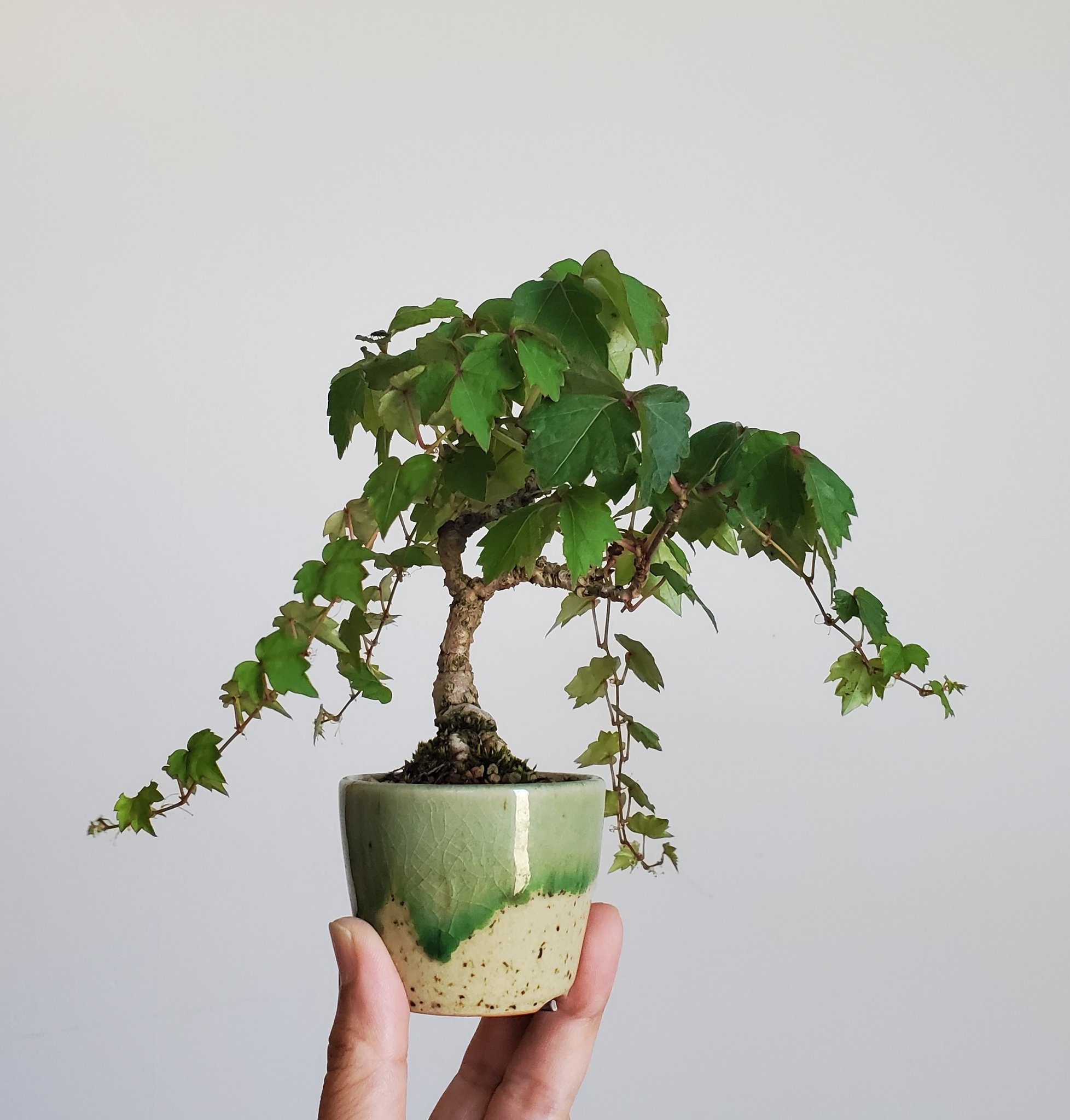 夏蔦　山採り つる性の木本、蔦（ツタ）です。 | 小さな盆栽育てよう