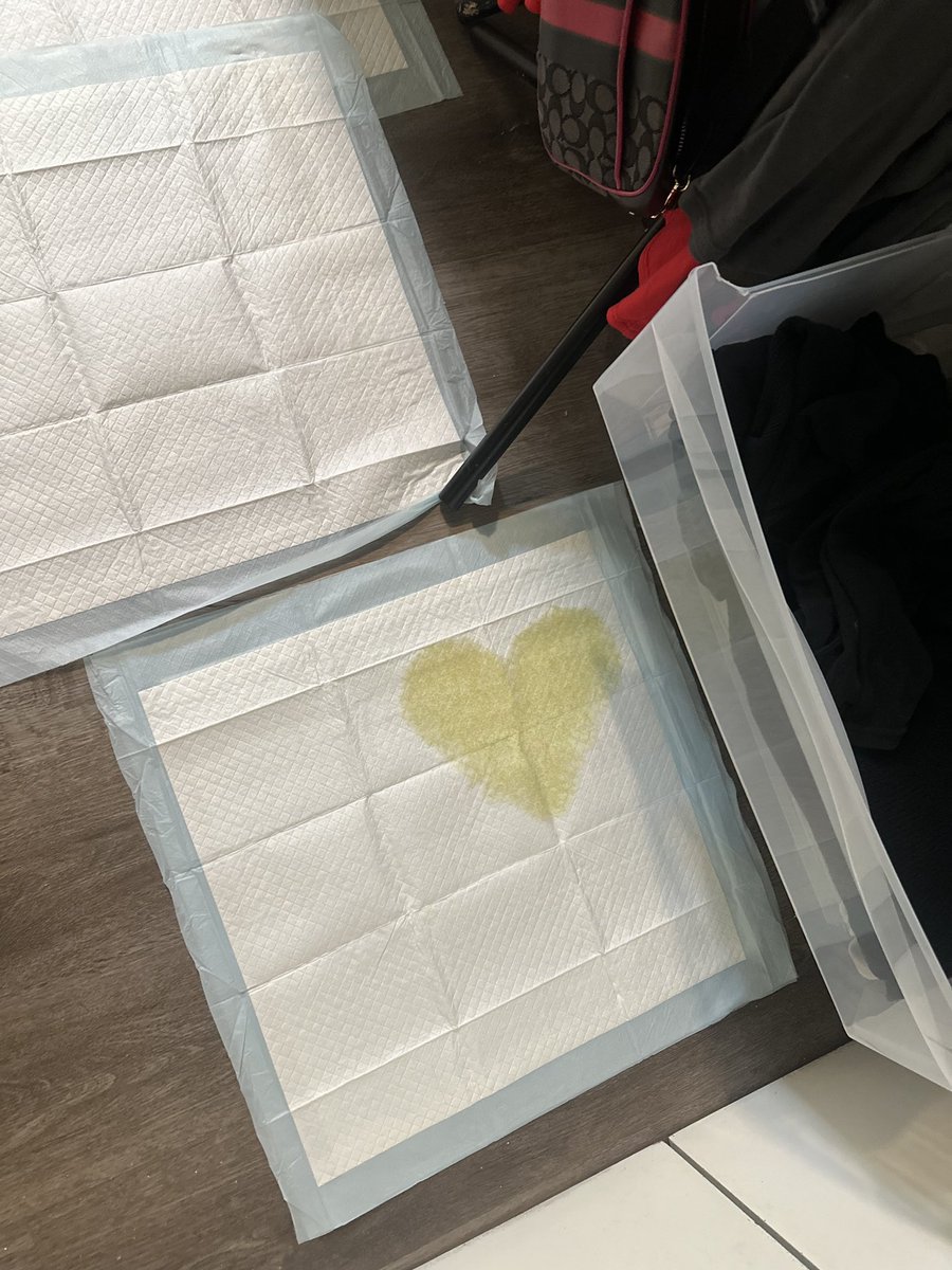 This is Gigi. She peed in the shape of a perfect heart. Needs a new pee pad because this one is obviously getting framed. 13/10