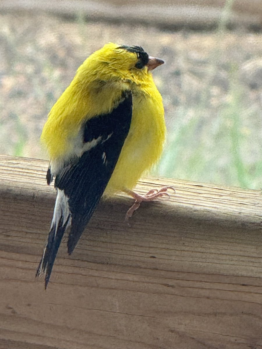 Goldfinch