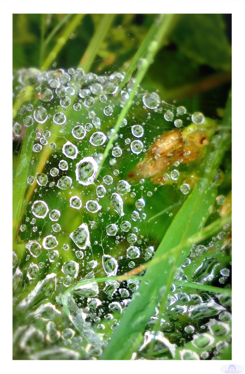CMVAHeymans's tweet image. I photographed some rain on a spider's net.
#sponjo #fz2000 #panasoniclumix