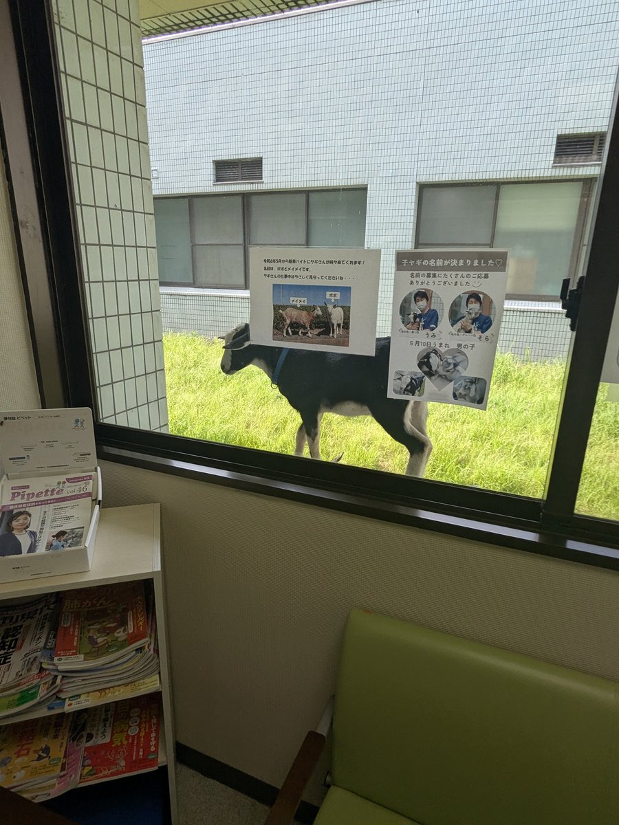 ヤギさん♡ご飯(餌？)集め中♡ ヤギさん♡ご飯(餌？)集め中♡