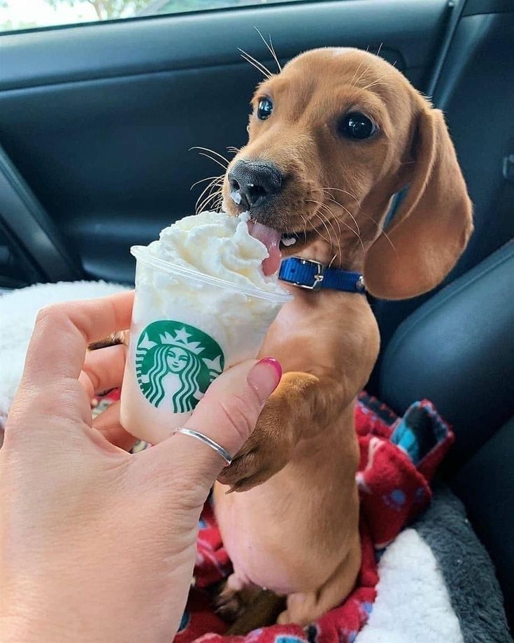 dachshund_heave's tweet photo. Great Photography🥰 https://t.co/wImqxJKjIm